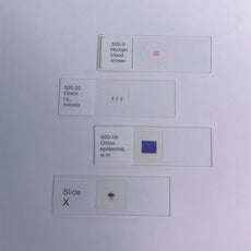 Areolar Tissue, Animal, Cs - 100-70