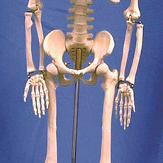 Human Skeleton Model, 85cm - HSKL85