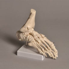 Human Foot Model - HUFT01