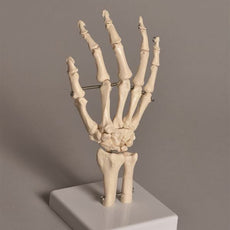 Human Hand Model - HUHN01