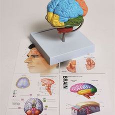 Human Brain Model, 8-Part - MABR08