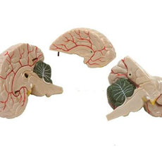 Brain Model, 3-Part - MAHB03