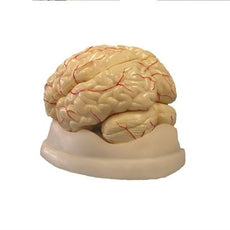 Brain Model, 8-Part - MAHB08