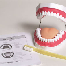 Oral Hygiene Model - MAOH01