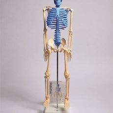 Human Skeleton Model With Fold-Out Guide
