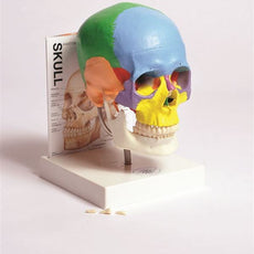 Human Skull Model With Fold-Out Guide - MASKU1