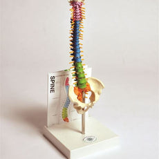 Human Small Spine Model With Fold-Out Guide - MASPN1