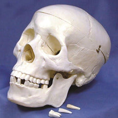Human Skull Model - PSM001
