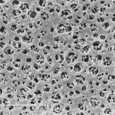 Sartorius CA Membrane_ 0.2um_ 50mm_ 100pk - 11107-50-N