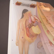 See-Through Sally™ Human Anatomy Display - SEETHS1